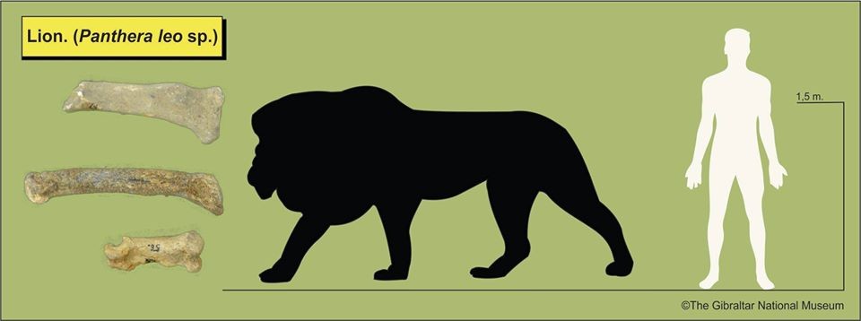 Lions (Panthera leo sp.)